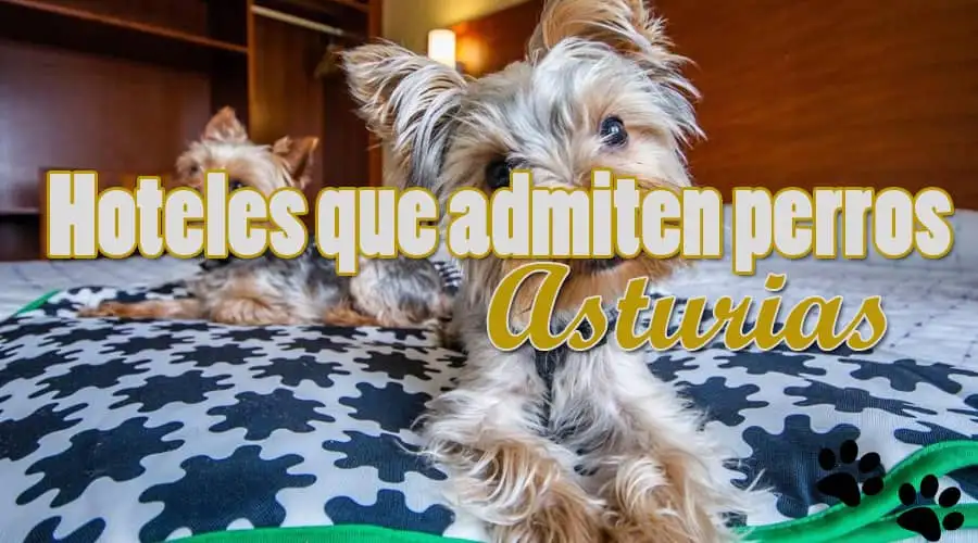Hoteles que admiten perros Asturias